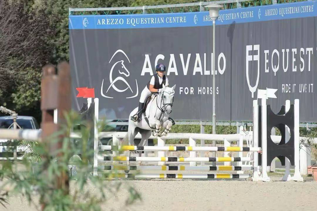 Yegua Connemara En venta 2011 Tordo