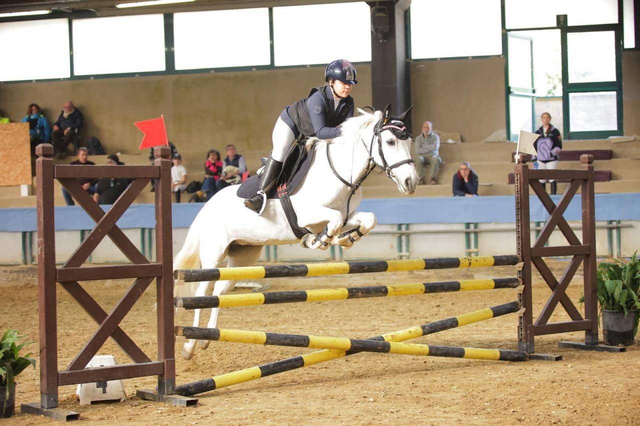 Yegua Connemara En venta 2011 Tordo