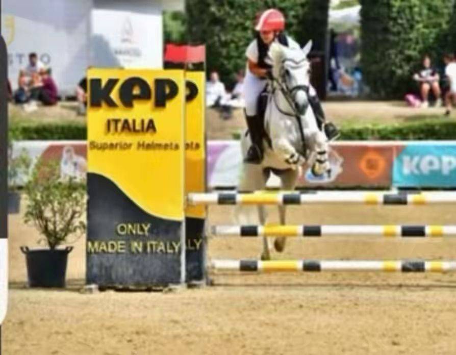 Yegua Connemara En venta 2011 Tordo