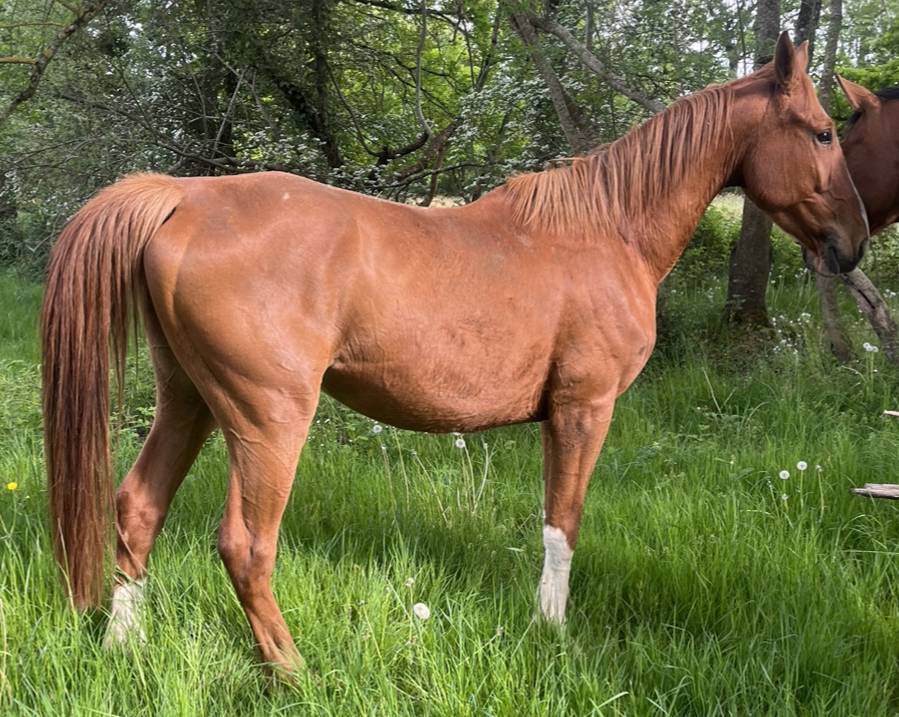 Caballo castrado Silla Franc&eacute;s En venta 2021 Alaz&aacute;n