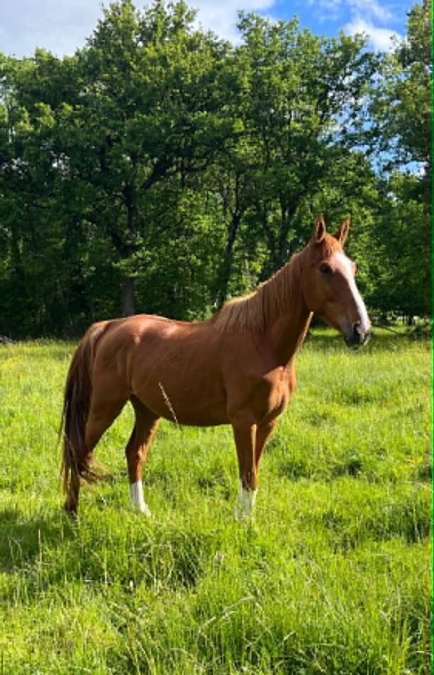 Caballo castrado Silla Franc&eacute;s En venta 2021 Alaz&aacute;n