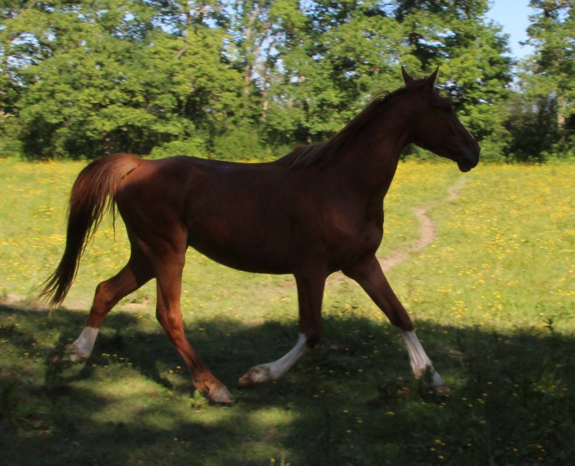Caballo castrado Silla Franc&eacute;s En venta 2021 Alaz&aacute;n