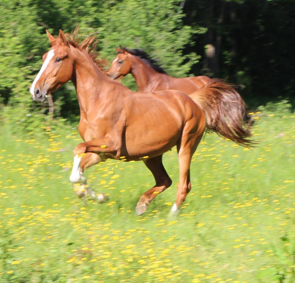 Caballo castrado Silla Franc&eacute;s En venta 2021 Alaz&aacute;n