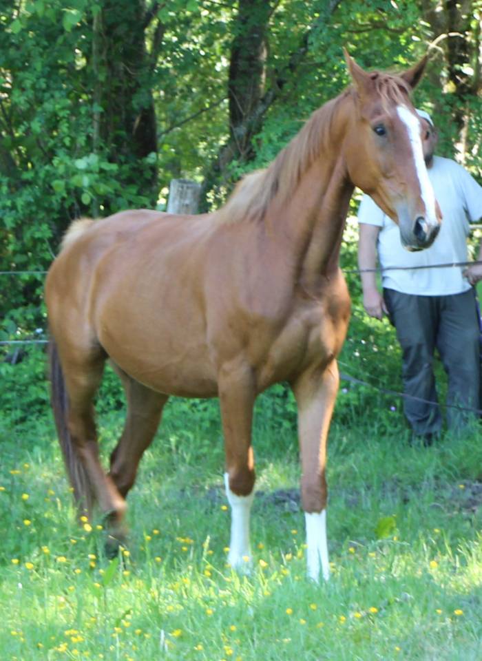 Caballo castrado Silla Franc&eacute;s En venta 2021 Alaz&aacute;n