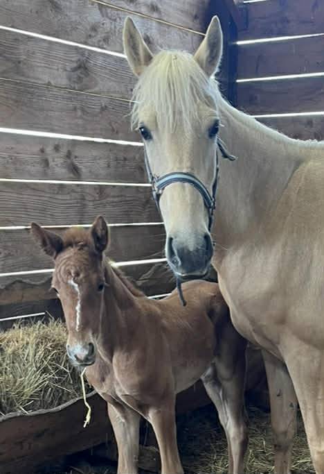 Potranca Silla Franc&eacute;s En venta 2026 Alaz&aacute;n