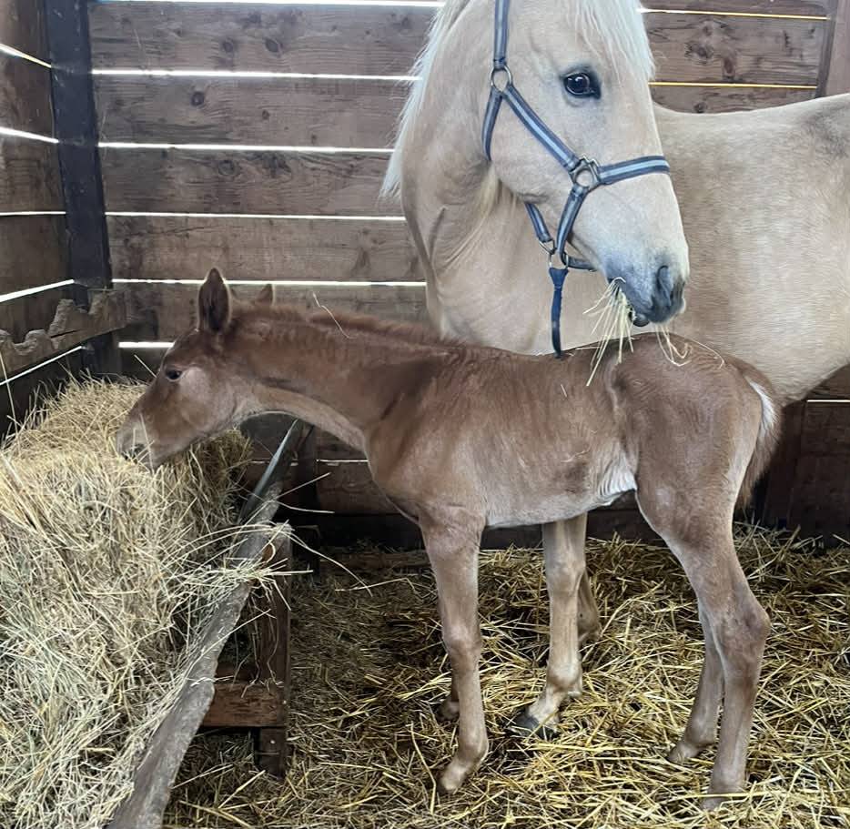Potranca Silla Franc&eacute;s En venta 2026 Alaz&aacute;n