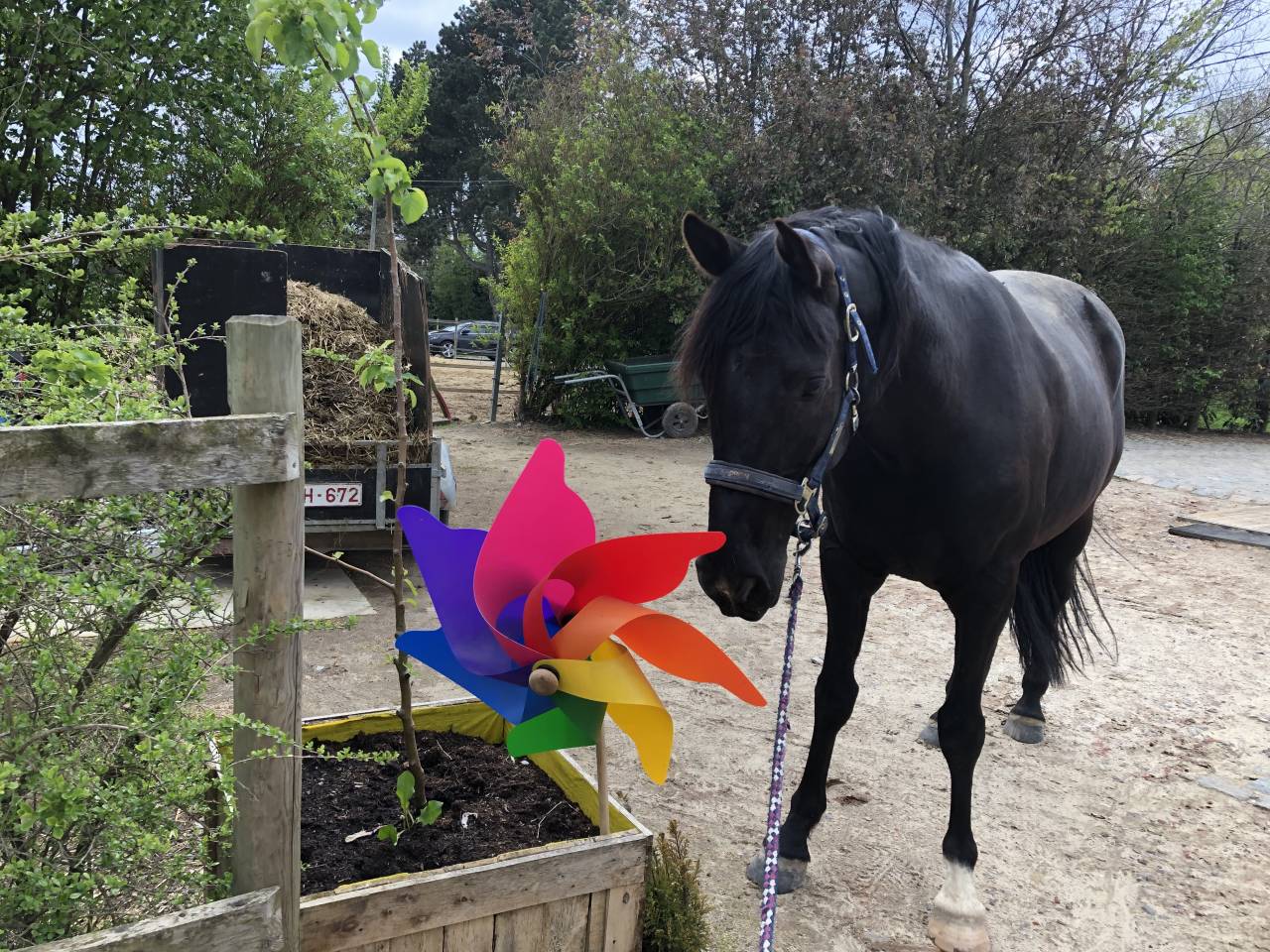 Caballo castrado Media Sangre Arabe En venta 2015 Negro