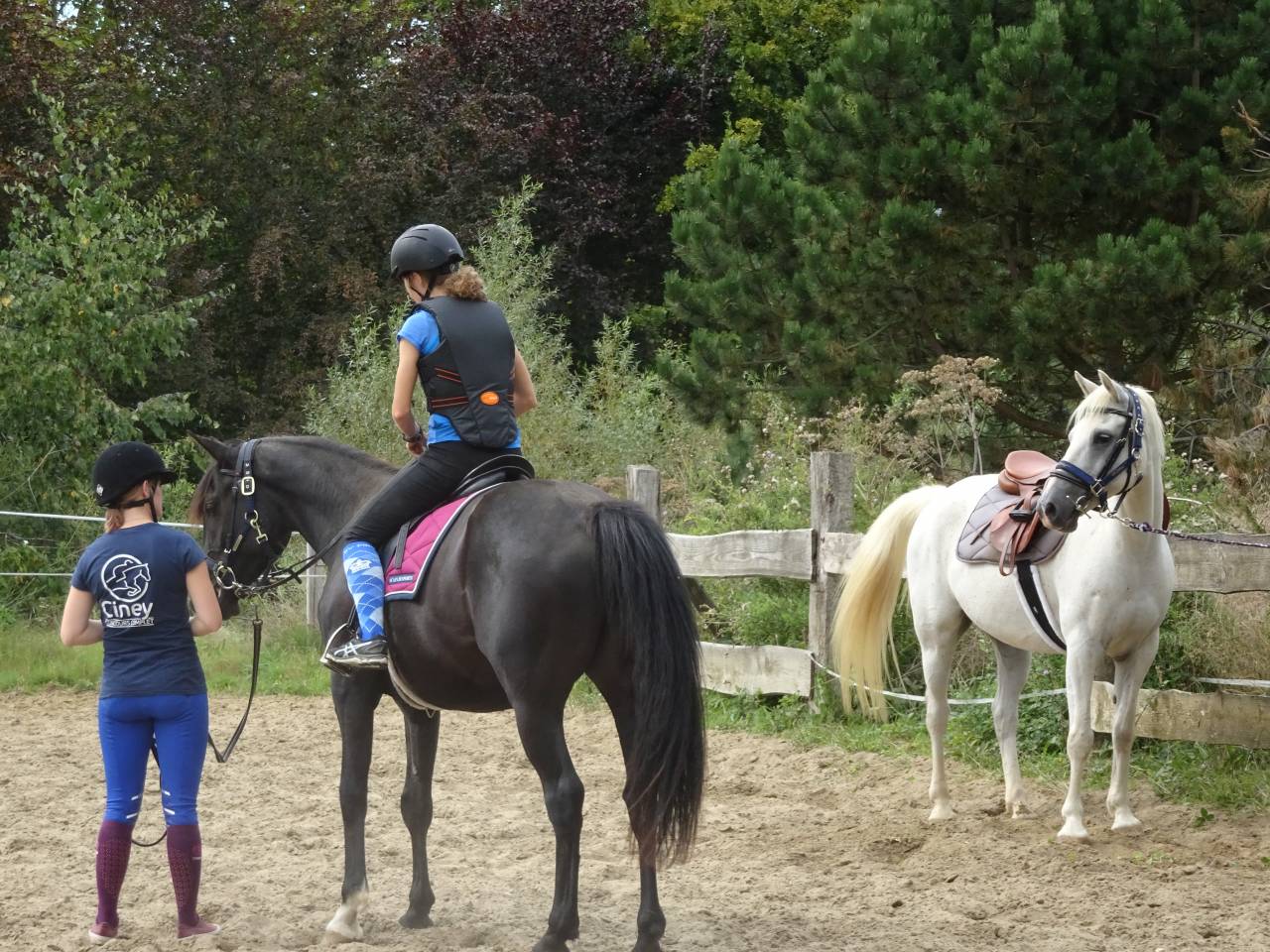 Caballo castrado Media Sangre Arabe En venta 2015 Negro