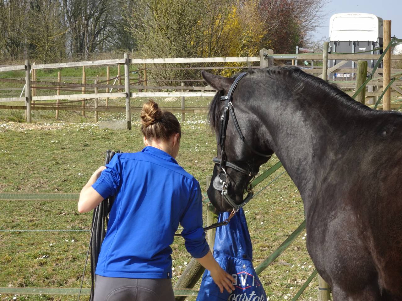 Caballo castrado Media Sangre Arabe En venta 2015 Negro