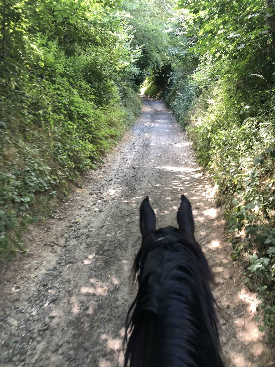 Caballo castrado Media Sangre Arabe En venta 2015 Negro