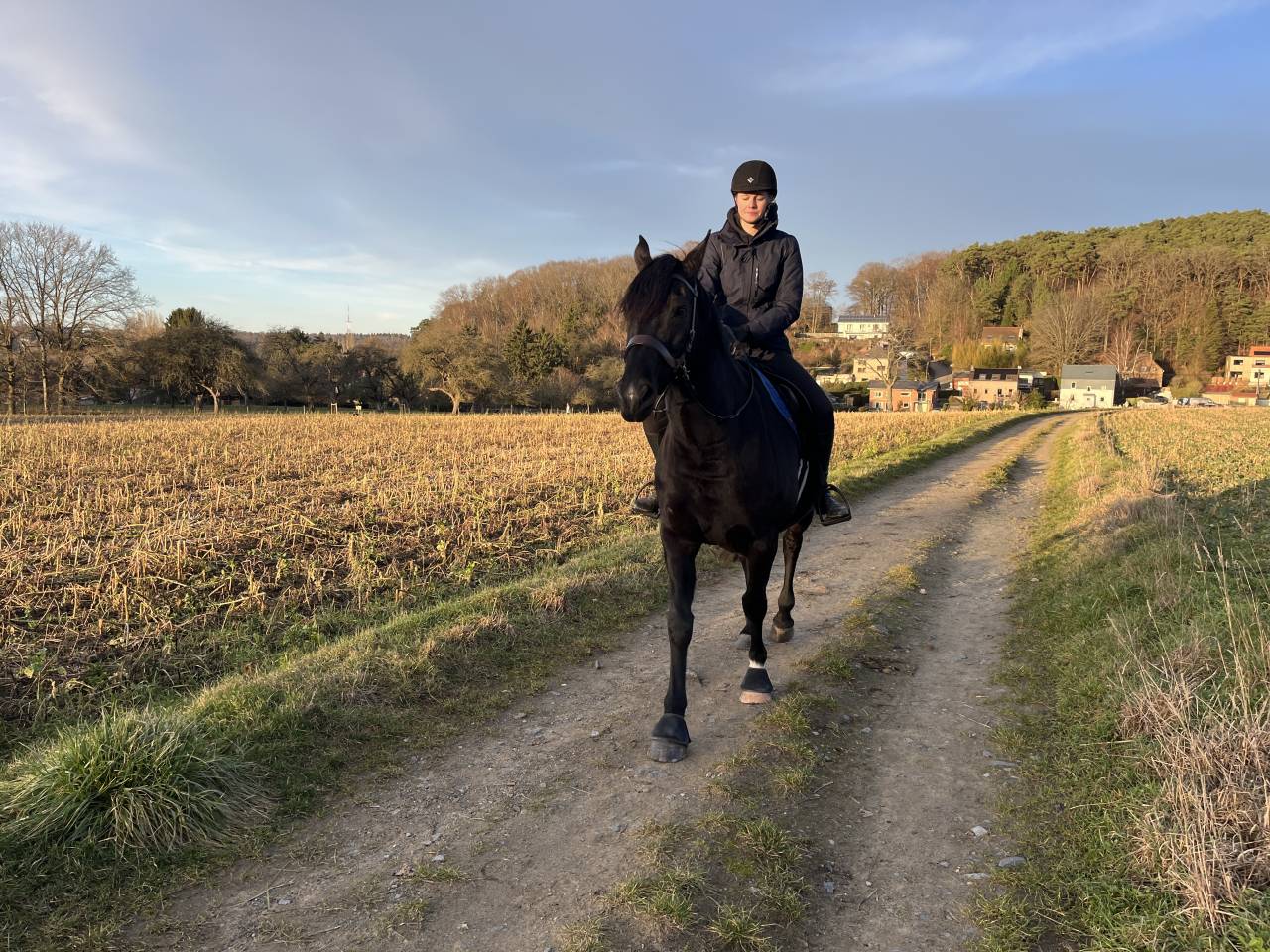 Caballo castrado Media Sangre Arabe En venta 2015 Negro