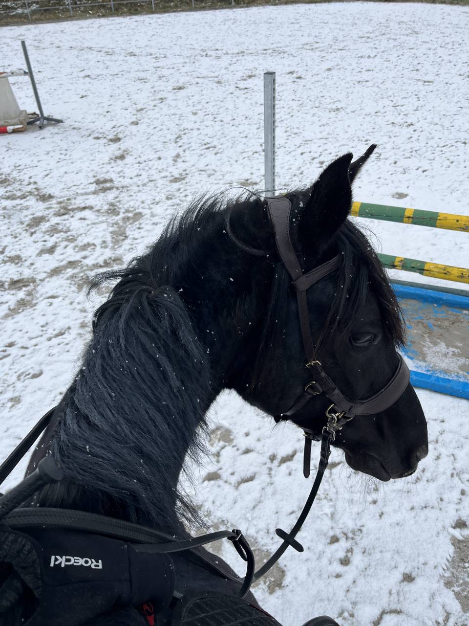 Caballo castrado Media Sangre Arabe En venta 2015 Negro