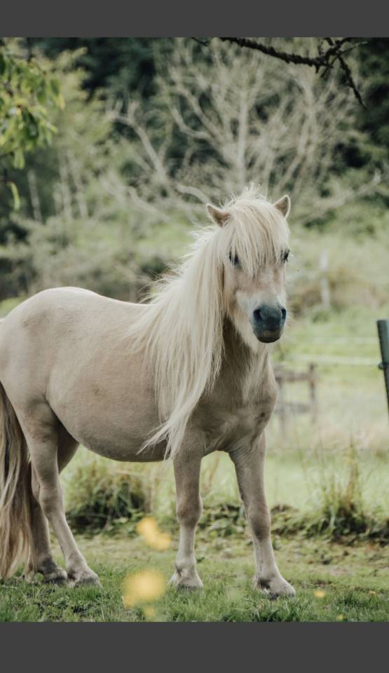 Semental Shetland En venta 2022 Otra capa por waston stjernens