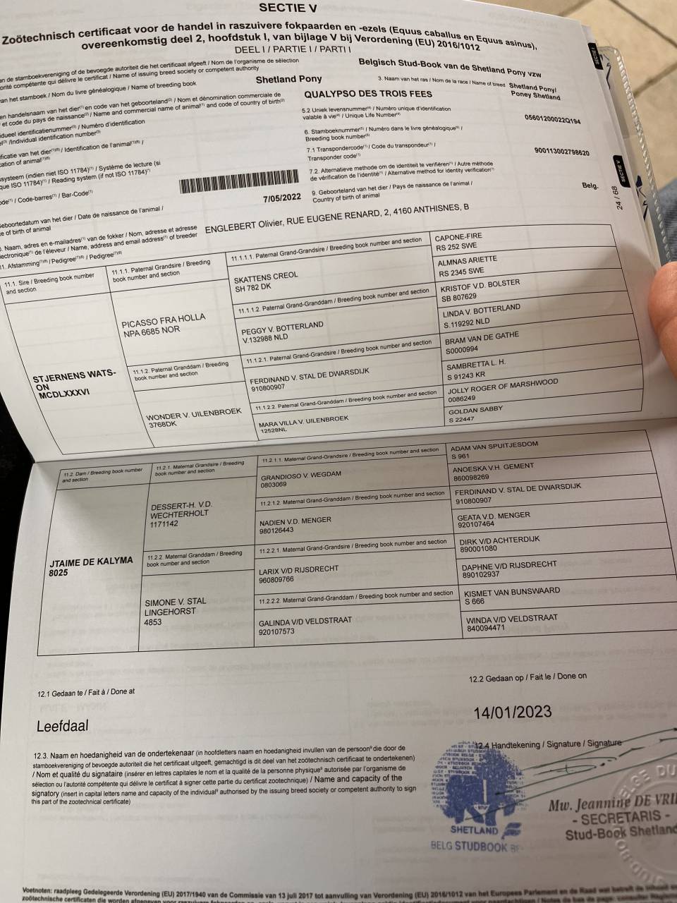 Semental Shetland En venta 2022 Otra capa por waston stjernens