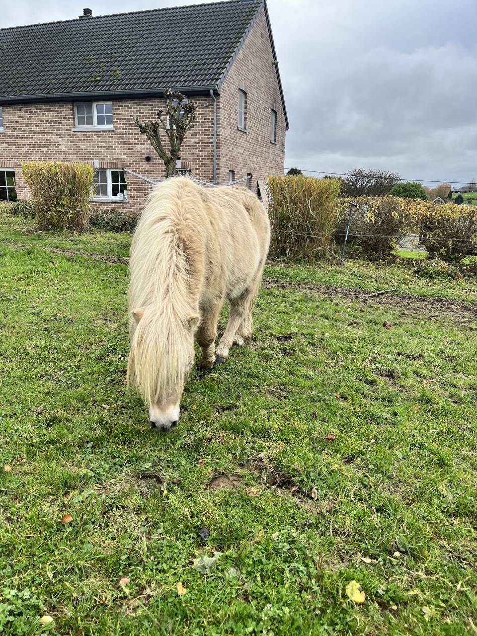 Semental Shetland En venta 2022 Otra capa por waston stjernens