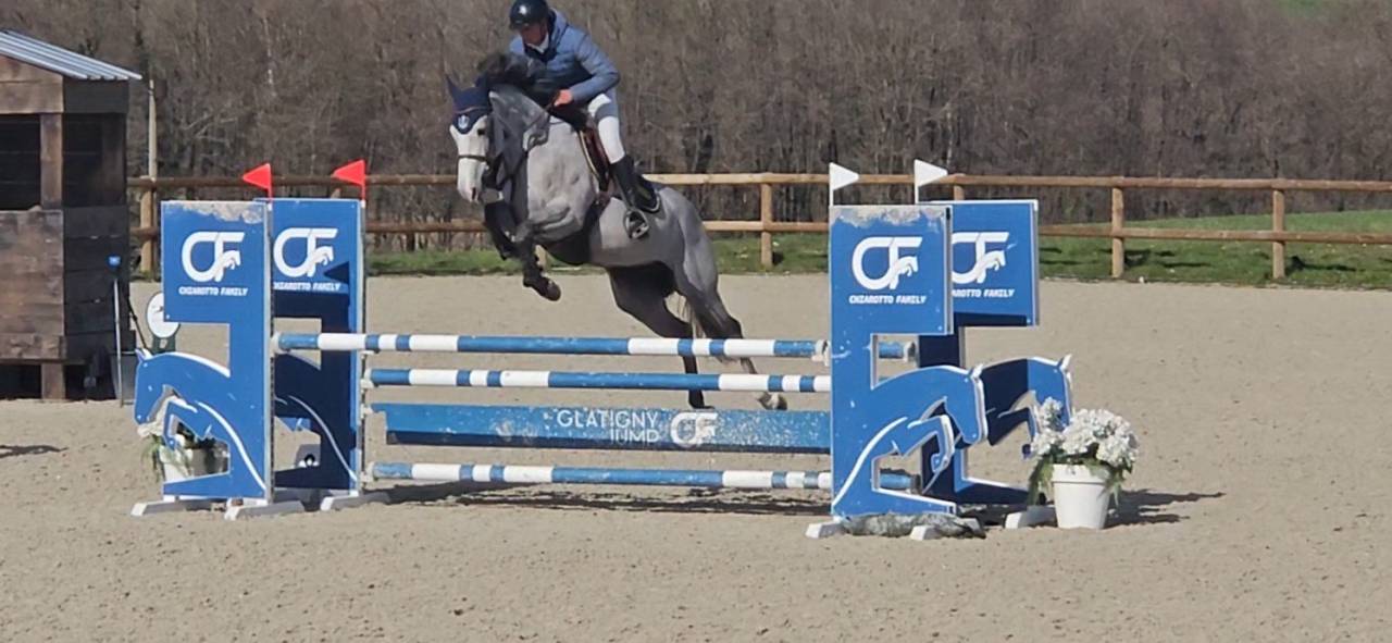 Yegua Silla Franc&eacute;s En venta 2021 Tordo por Untouchable 27