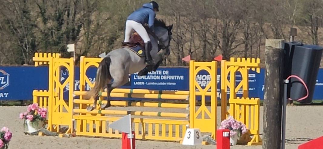 Yegua Silla Franc&eacute;s En venta 2021 Tordo por Untouchable 27