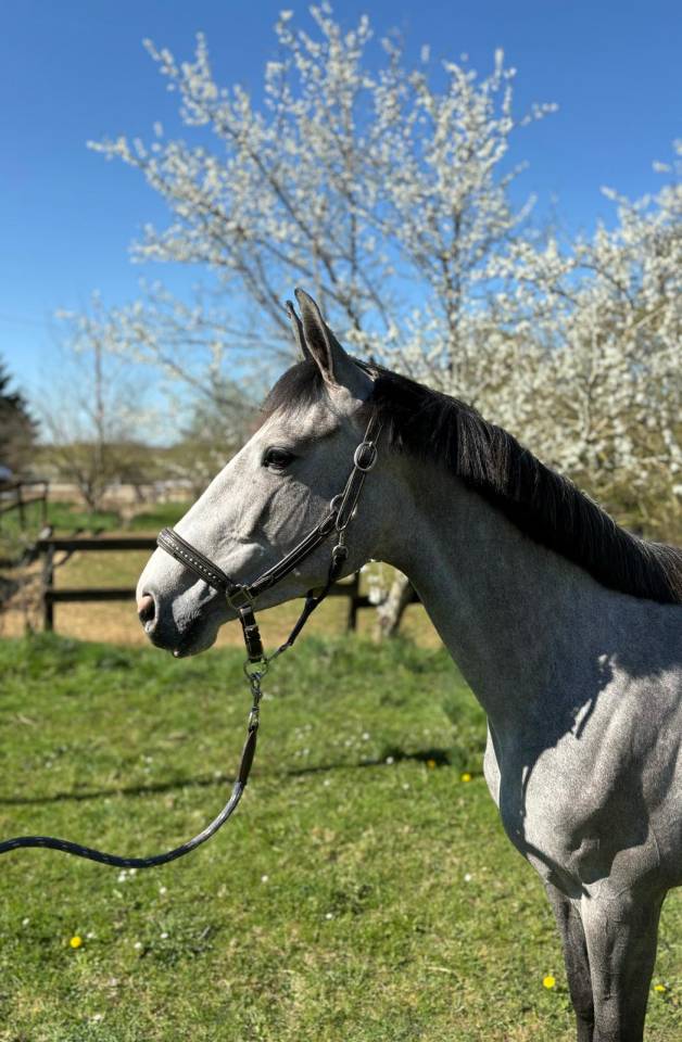 Yegua Silla Franc&eacute;s En venta 2021 Tordo por Untouchable 27