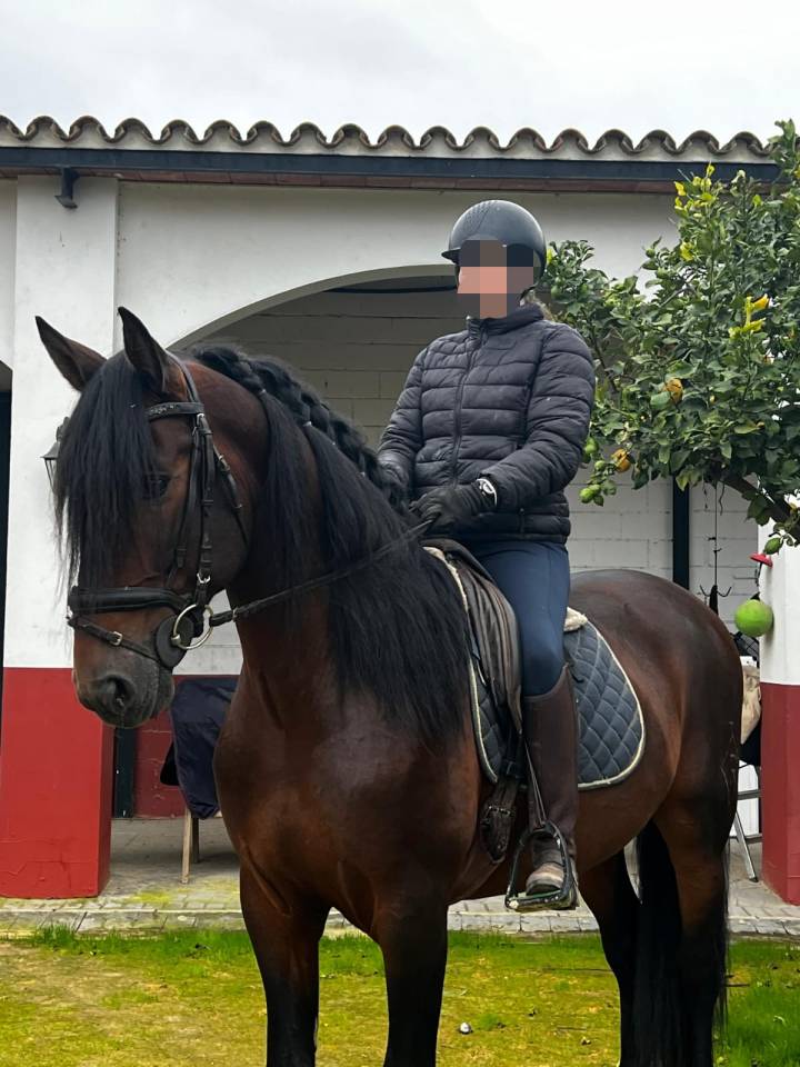 CABALLO CASTA&Ntilde;O DE CATEGOR&Iacute;A