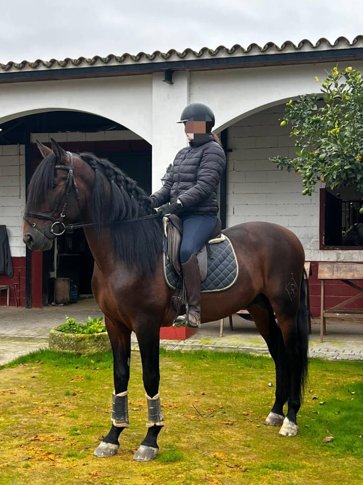 CABALLO CASTA&Ntilde;O DE CATEGOR&Iacute;A