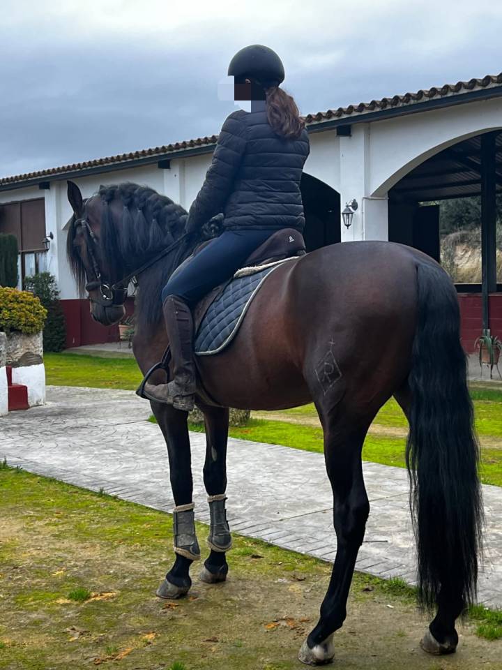 CABALLO CASTA&Ntilde;O DE CATEGOR&Iacute;A