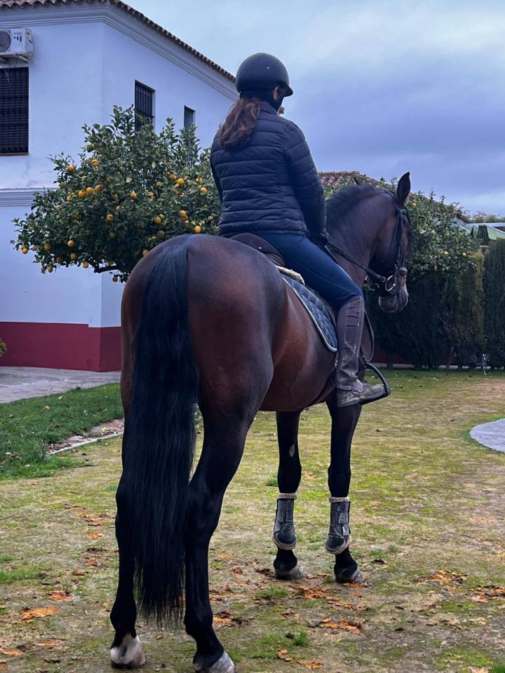 CABALLO CASTA&Ntilde;O DE CATEGOR&Iacute;A