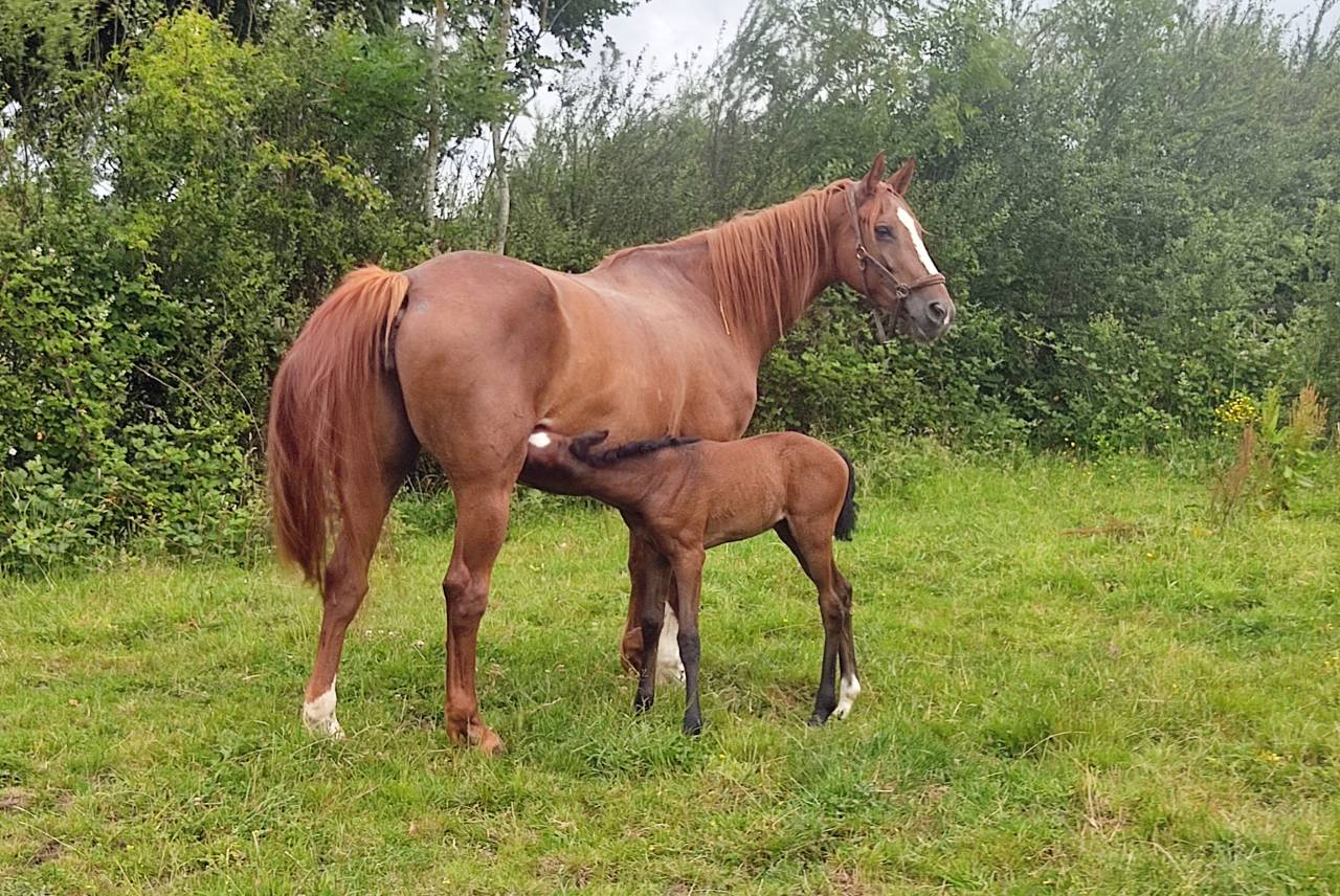 Yegua Silla Franc&eacute;s Pr&eacute;stamo 2014 Alaz&aacute;n tostado