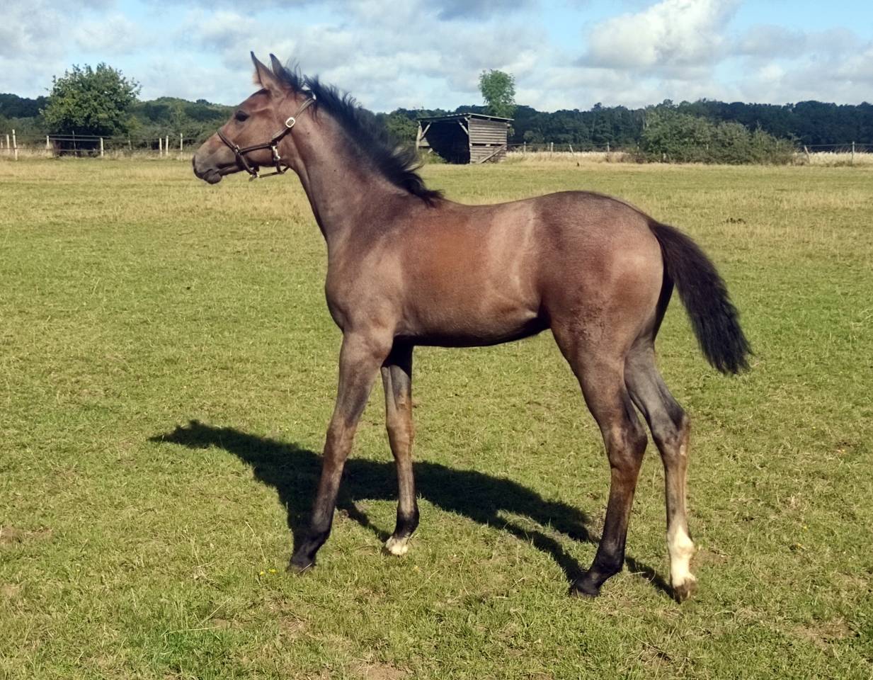 Yegua Silla Franc&eacute;s Pr&eacute;stamo 2014 Alaz&aacute;n tostado