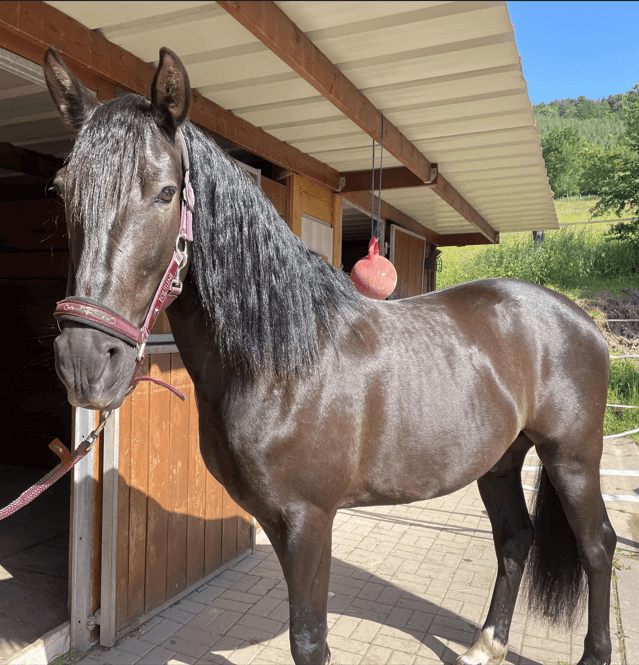Caballo castrado PRE Pura Raza Espa&ntilde;ola En venta 2016 Negro