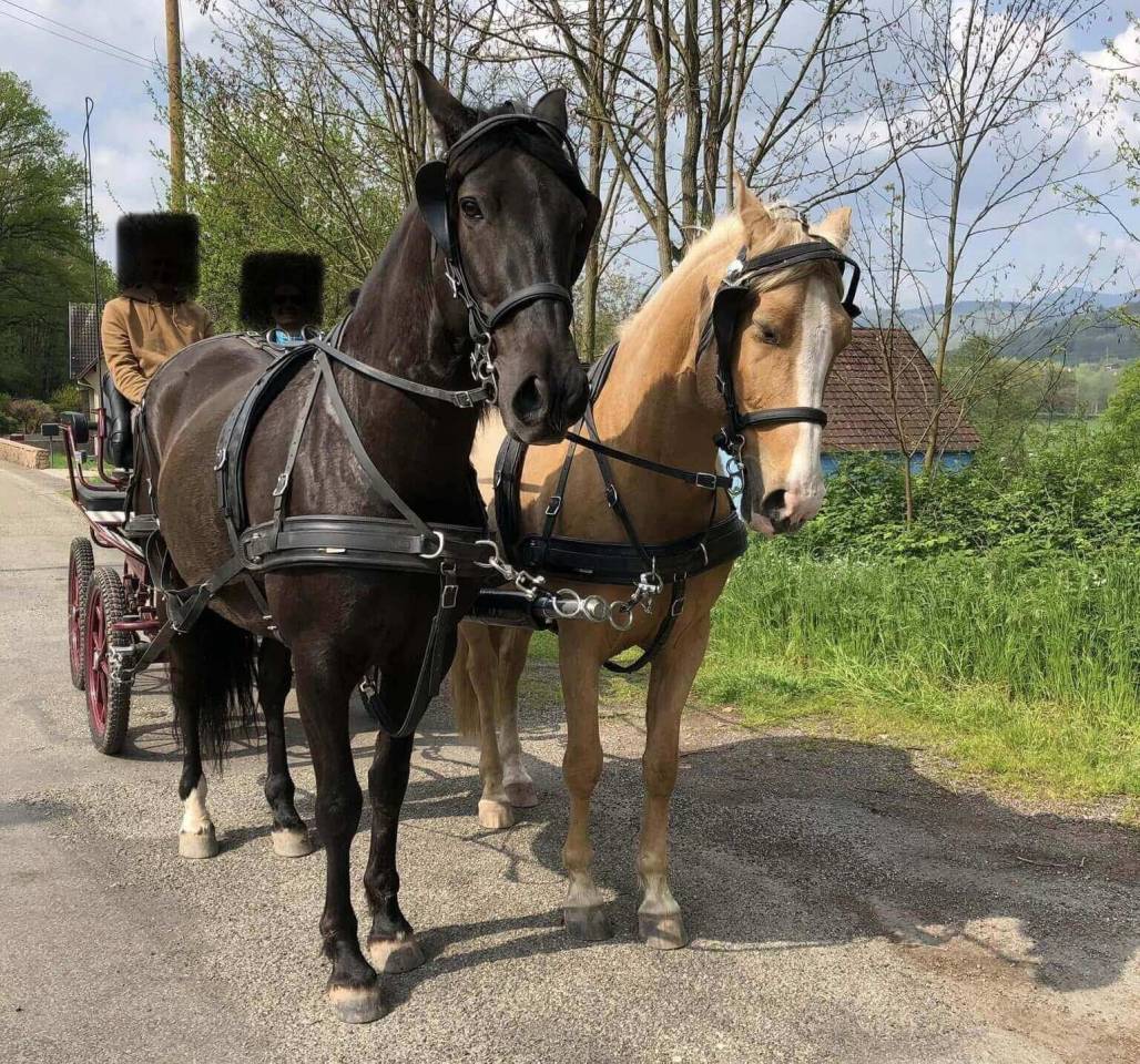 Caballo castrado PRE Pura Raza Espa&ntilde;ola En venta 2016 Negro