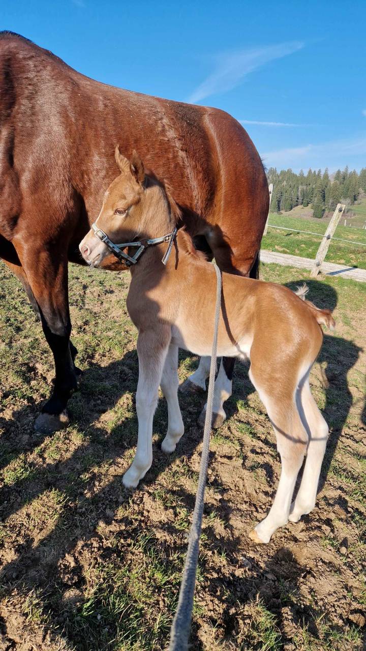 Potro Franca-Monta&ntilde;a En venta 2026 Alaz&aacute;n por Expresso