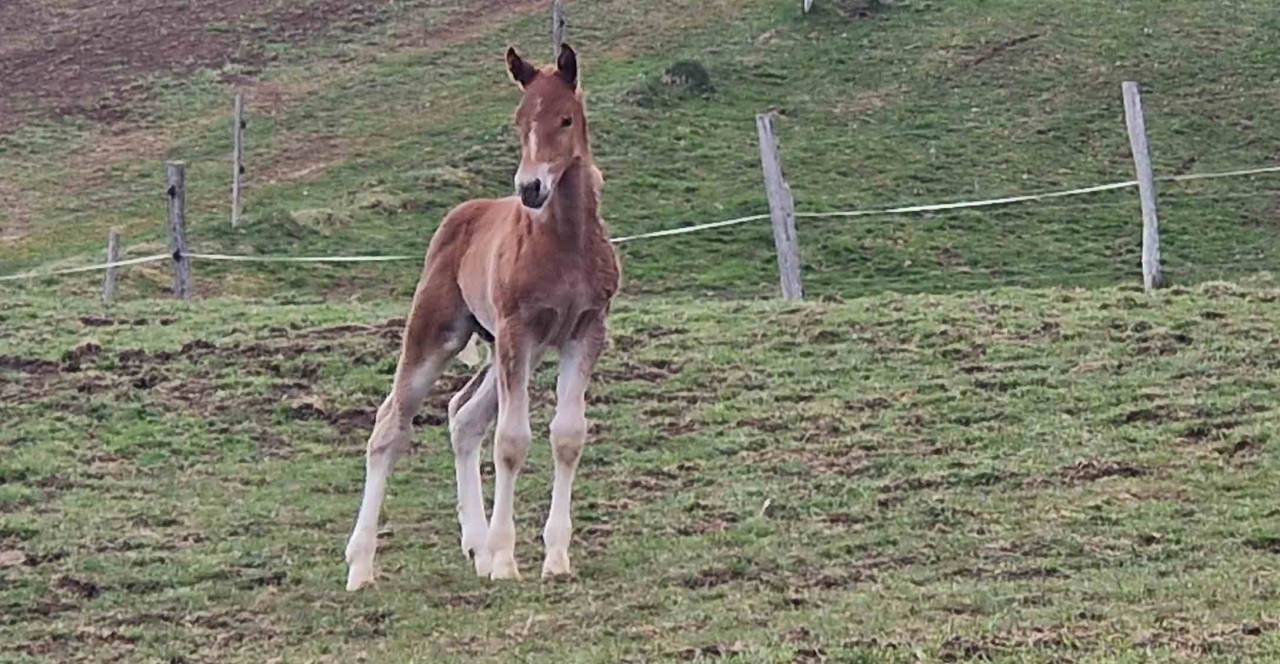 Potro Franca-Monta&ntilde;a En venta 2026 Alaz&aacute;n por Expresso