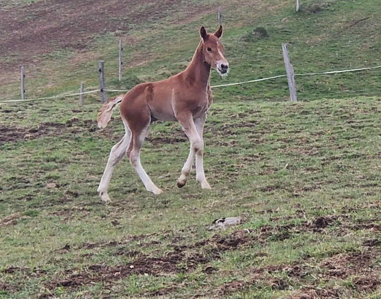 Potro Franca-Monta&ntilde;a En venta 2026 Alaz&aacute;n por Expresso