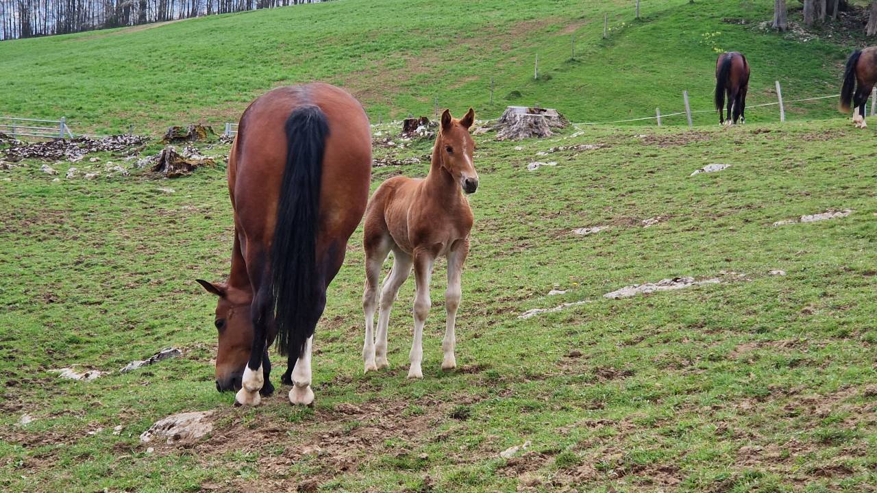 Potro Franca-Monta&ntilde;a En venta 2026 Alaz&aacute;n por Expresso