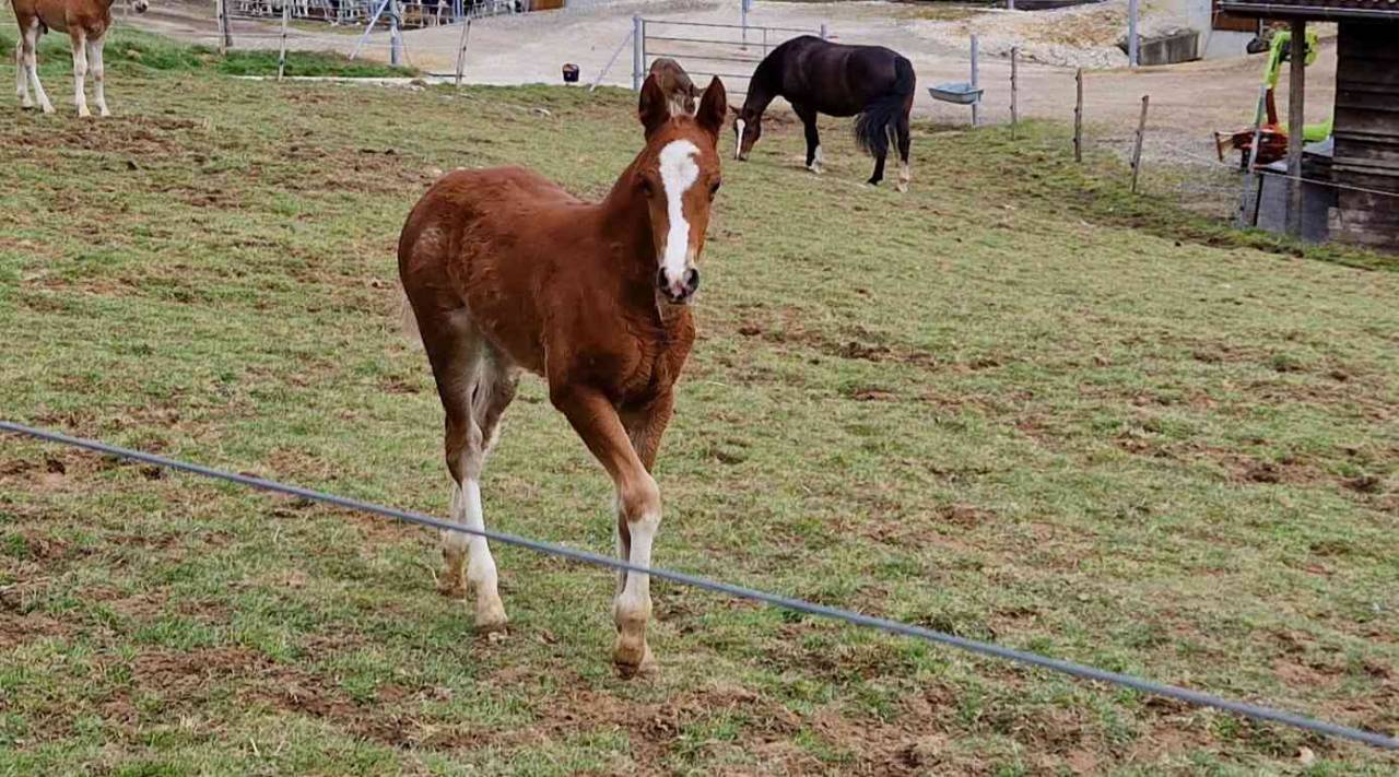 Potranca Franca-Monta&ntilde;a En venta 2026 Alaz&aacute;n por Exaequo