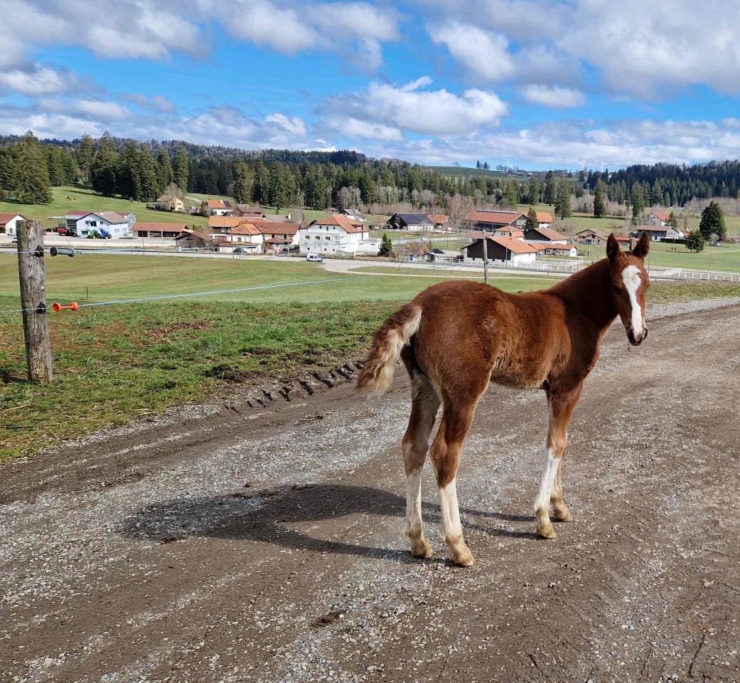 Potranca Franca-Monta&ntilde;a En venta 2026 Alaz&aacute;n por Exaequo