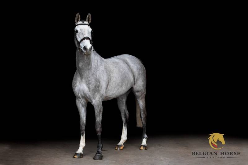 Yegua Silla Franc&eacute;s En venta 2019 Tordo