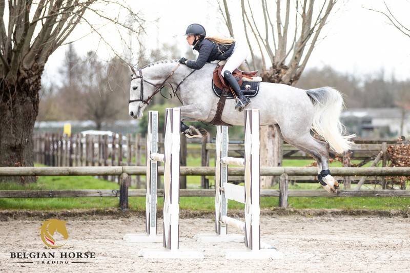 Yegua Silla Franc&eacute;s En venta 2019 Tordo