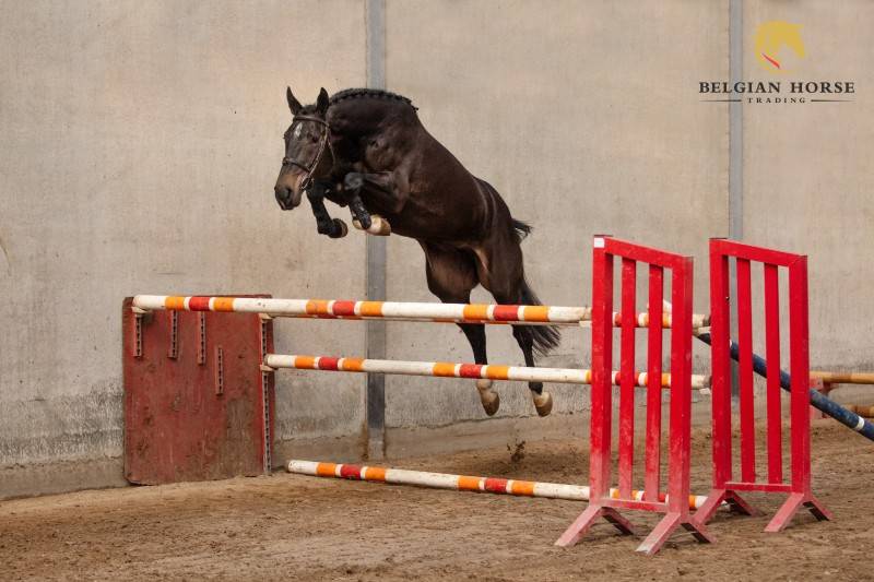 Yegua Zangersheide En venta 2022 Bayo