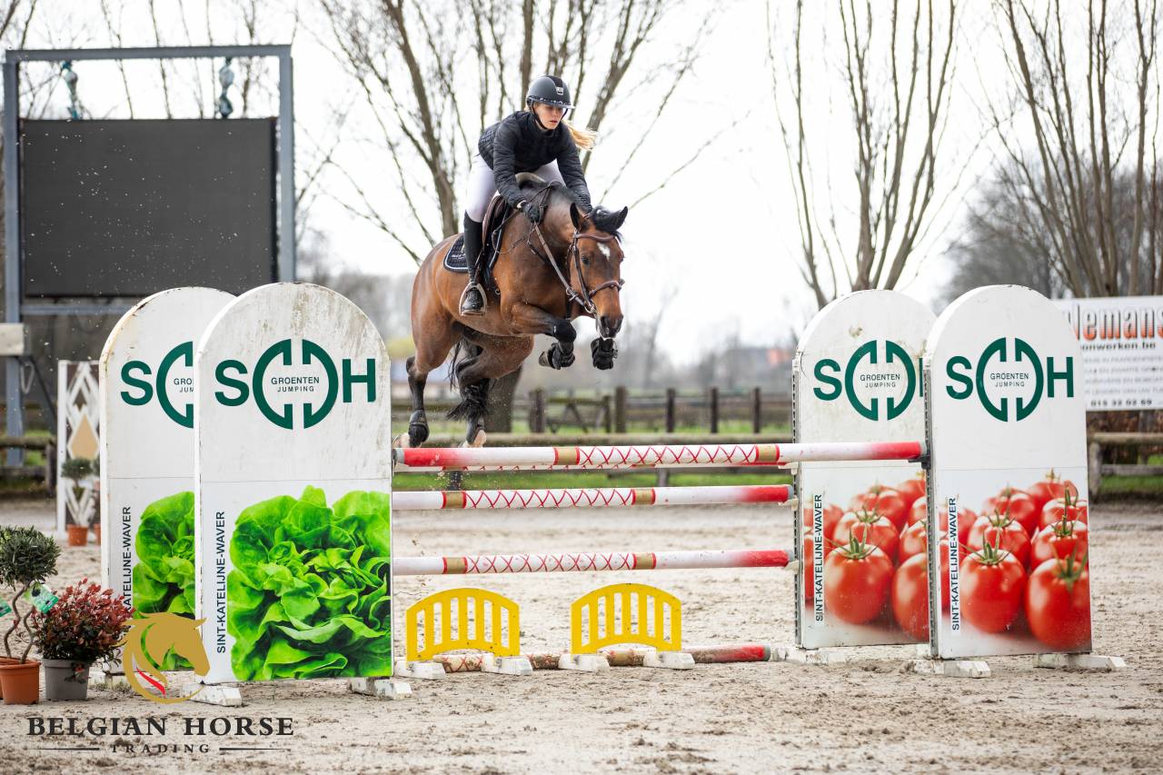 Yegua Holsteiner En venta 2019 Bayo