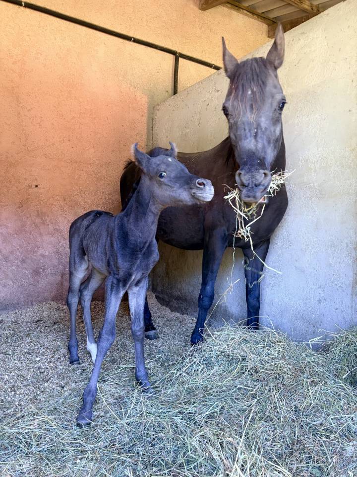 Potranca Pura Sangre Arabe En venta 2026 Negro