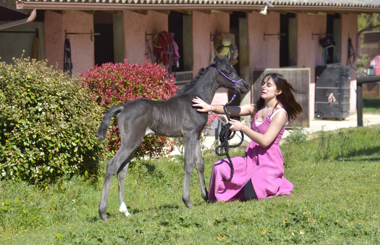 Potranca Pura Sangre Arabe En venta 2026 Negro