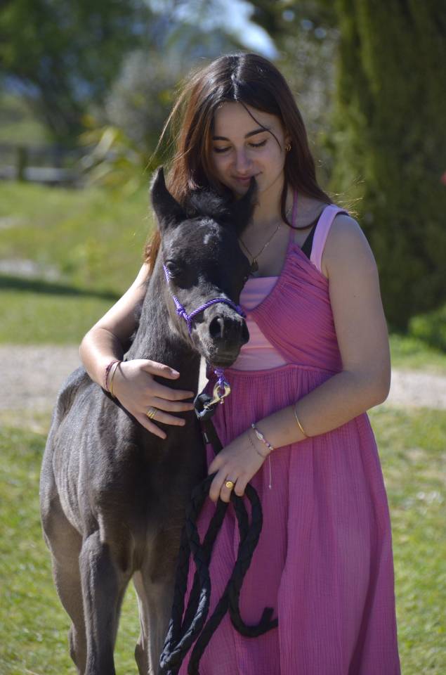 Potranca Pura Sangre Arabe En venta 2026 Negro