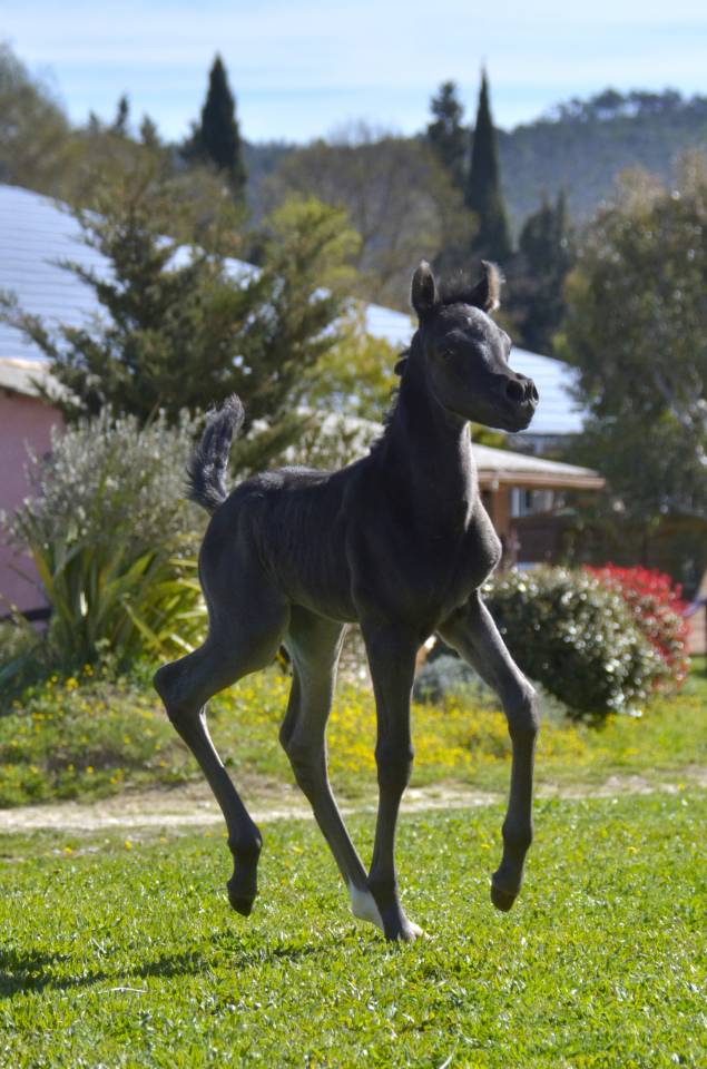 Potranca Pura Sangre Arabe En venta 2026 Negro