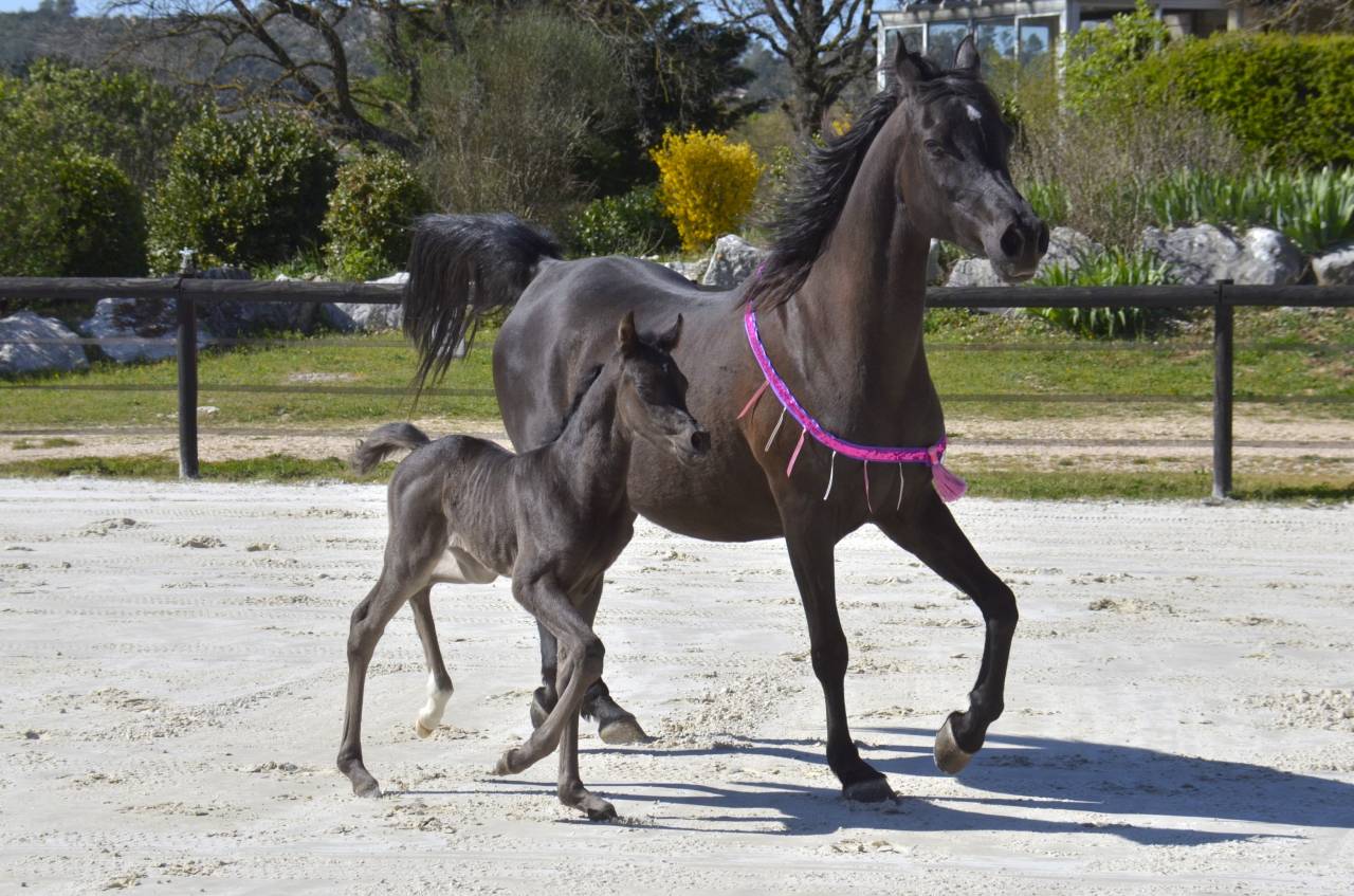 Potranca Pura Sangre Arabe En venta 2026 Negro