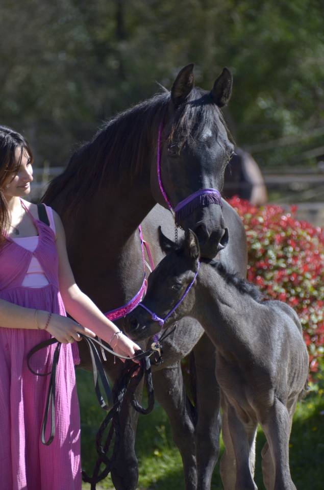 Potranca Pura Sangre Arabe En venta 2026 Negro