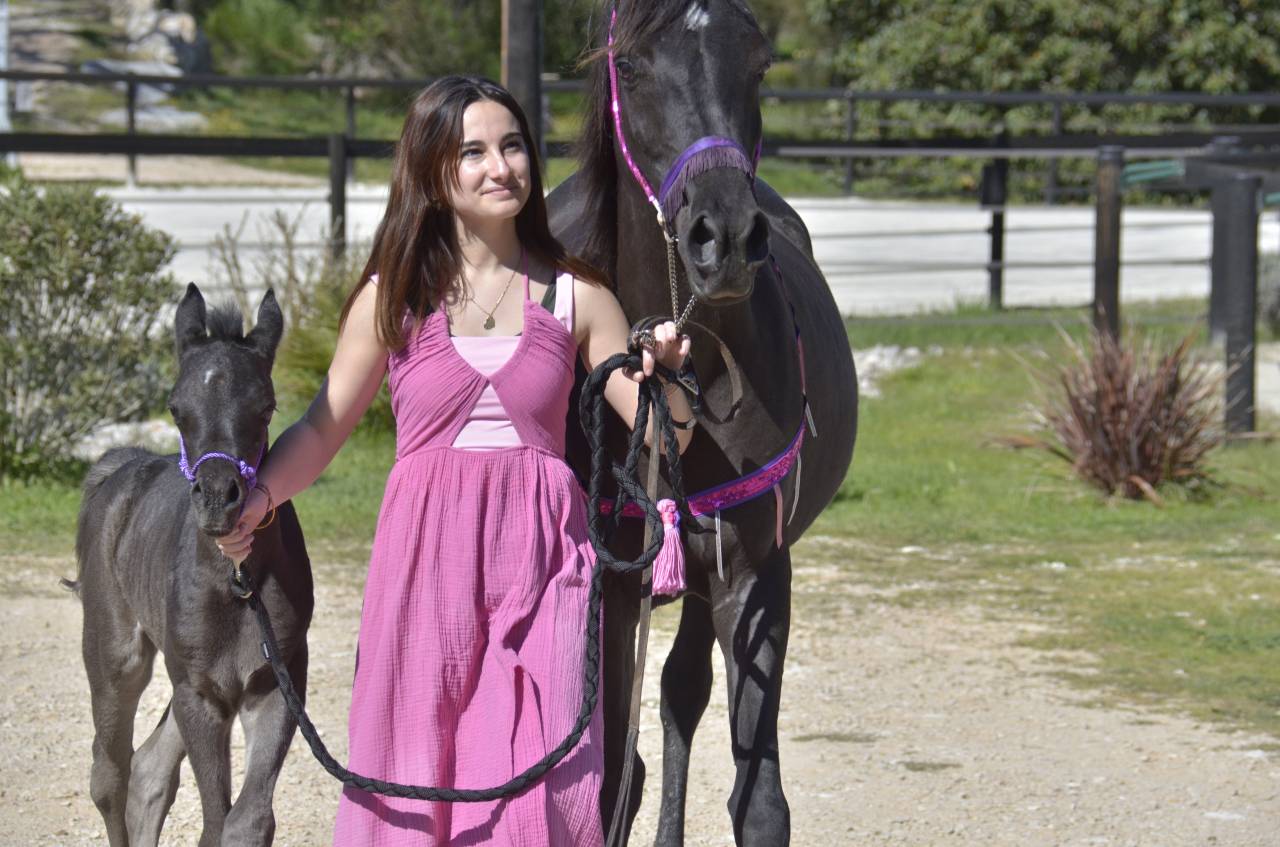 Potranca Pura Sangre Arabe En venta 2026 Negro