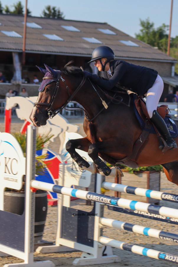 Yegua BWP Caballo de Sangre Belga En venta 2014 Bayo