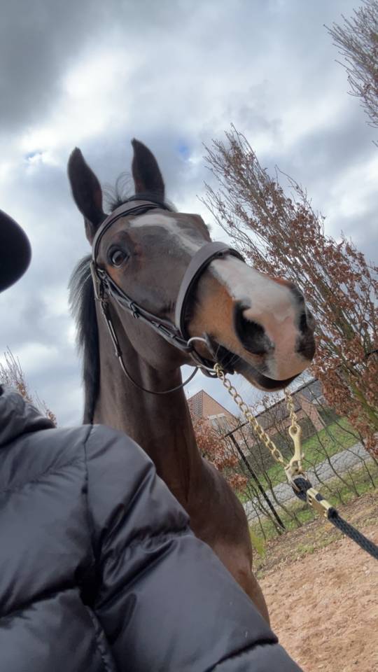 Yegua BWP Caballo de Sangre Belga En venta 2014 Bayo