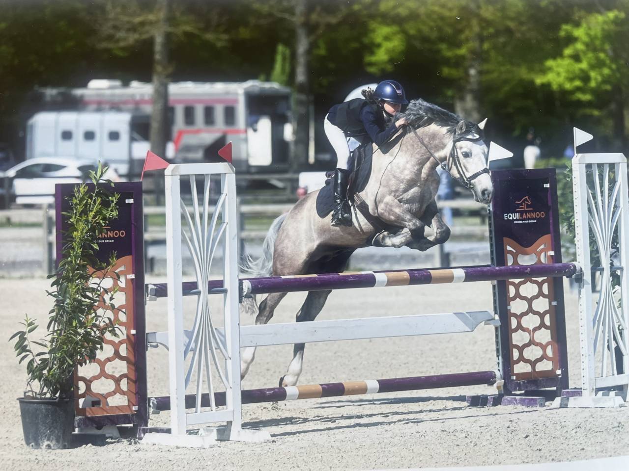 Semental Connemara En venta 2017 Palomino